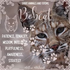 a poster with an image of a cat's face and the words, spirit animals and totems