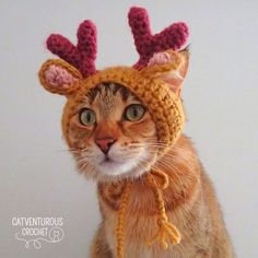 a cat wearing a knitted deer hat with antlers on it's head