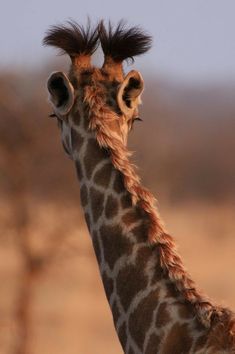 a giraffe with its head turned to the side