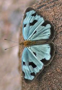 a blue and black butterfly sitting on top of a rock