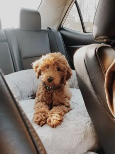 a brown dog sitting on top of a cushion in the back seat of a car