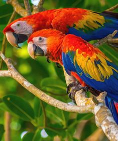 two colorful parrots sitting on top of a tree branch next to eachother