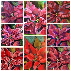 six paintings of red poinsettias with green leaves