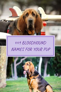 A colorful and playful pin showcasing two images related to Bloodhound names, featuring a dog on a surfboard to captivate interest and inspire pet owners in finding the perfect name. Bloodhound Dogs, Find Name, Traditional Names, Unisex Name, Orion Pax, Catchy Names, Sense Of Smell