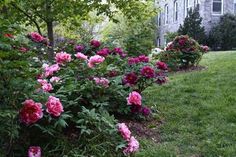 pink flowers line the side of a house