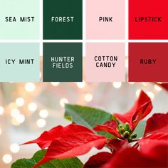 red poinsettia with green leaves in front of christmas lights and the words winter fields