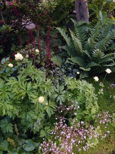 an assortment of plants and flowers in a garden