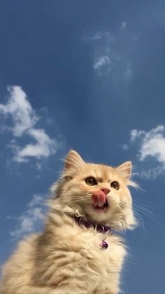 a cat sticking its tongue out in the sky