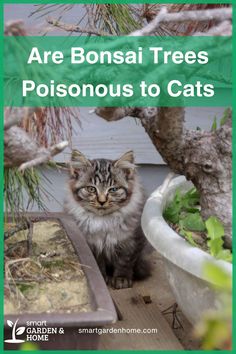 Curious if bonsai trees are toxic to cats? Rest easy with Japanese Maple and Juniper, which are non-toxic and safe for your pets. Discover more with Smart Garden and Home.