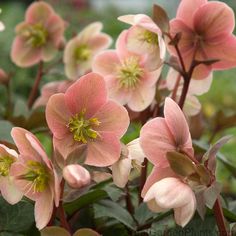 pink flowers with green leaves in the foreground