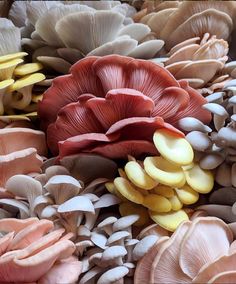 many different types of mushrooms are grouped together