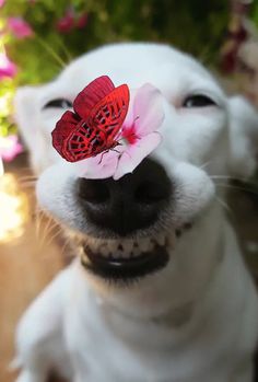 a white dog with a red butterfly on it's head looking at the camera