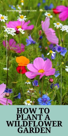 Step-by-step instructions on how to plant a wildflower garden that blooms all season long. Perfect for adding beauty and biodiversity to your yard! Planting Wildflowers, Zinnia Elegans, Organic Gardening Tips, Garden Pictures, Growing Seeds, Fall Plants, Wildflower Seeds, Flower Seeds