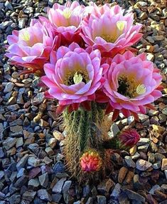 pink flowers are blooming in the middle of rocks and gravel on a sunny day