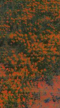 an orange and green field full of flowers