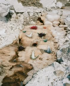 there are many plants growing out of the rocks in the water and on the ground