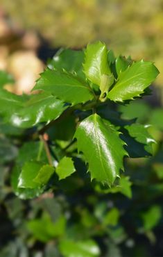 green leaves on a tree in the sunlight