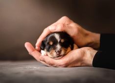 a person holding a small puppy in their hands