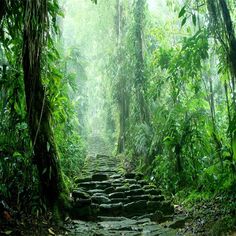 a stone path in the middle of a jungle