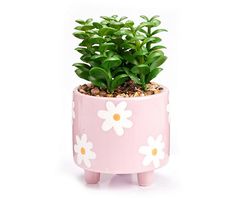 a pink potted plant with white flowers and green leaves on the top is sitting in front of a white background