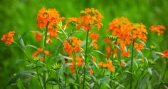 some orange flowers are in the grass and green background is blurry, but there is no image to provide a caption for