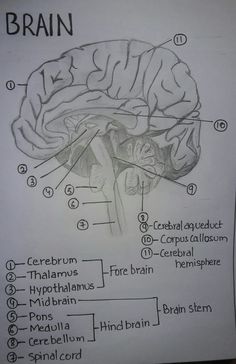 a diagram of the human brain with labels on it and other parts labeled in black ink