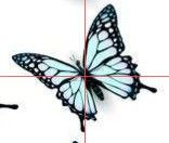 a butterfly is shown on the side of a cross - section with red and black lines