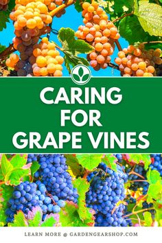 Caring for Grape Vines How To Care For Grape Vines, Planting Grape Vines, Grape Vines In Backyard, How To Store Grapes, Dyi Garden, Growing Wine Grapes