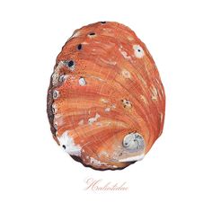 an orange seashell with black dots on it's shell is shown in this watercolor drawing