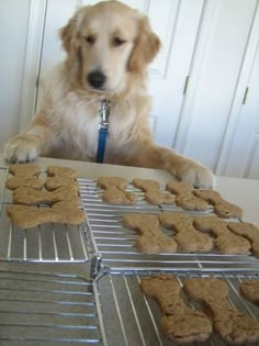 a dog sitting at a table with some cookies