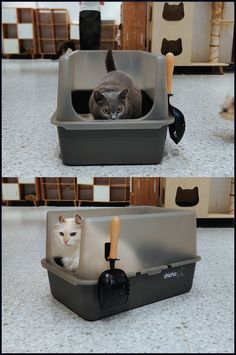 two pictures of a cat in a litter box