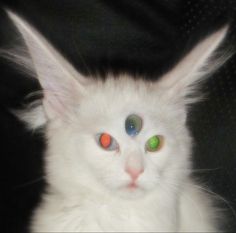 a white cat with green and red eyes