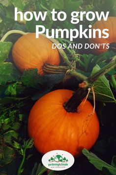 pumpkins growing in the garden with text overlay how to grow pumpkins dos and don'ts