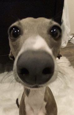 a close up of a dog on a rug with its nose looking at the camera