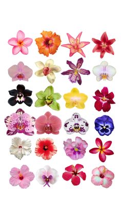 an assortment of different colored flowers on a white background, including pink and purple orchids