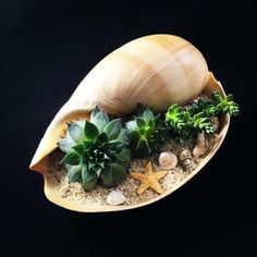 there is a shell with plants in it