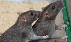 two brown mice standing next to each other