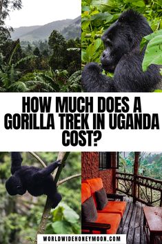 gorillas in the jungle with text overlay that reads how much does a gorilla trek in uganda cost?