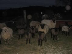 a herd of sheep standing on top of a grass covered field at night with bright lights