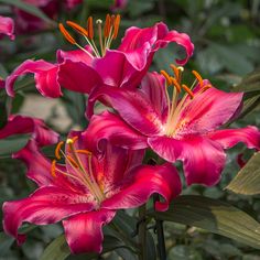 pink flowers with yellow stamens and green leaves