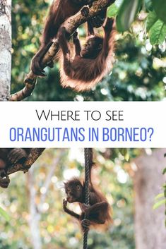 an orangutan hanging in a tree with the caption where to see oranges in borreo?