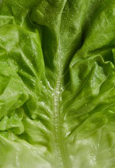 lettuce leaves with water droplets on them