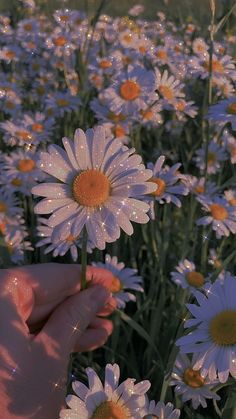 a person holding a flower in front of a field of daisies with water droplets on them