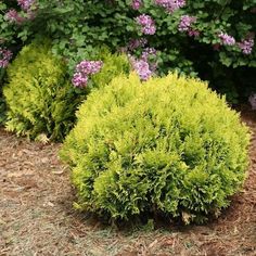 Anna's Magic Ball Arborvitae Shrubs maintain their rounded shape with no pruning Globe Arborvitae, Office Landscape, Cypress Mulch, Types Of Mulch, Thuja Occidentalis, Perennial Flower, Magic Ball, Garden Plan, Small Shrubs