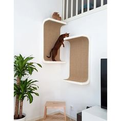 a cat sitting on top of a shelf in a living room next to a potted plant