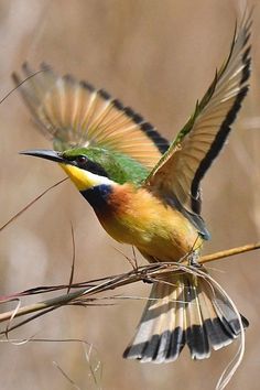 a colorful bird is flying over some dry grass