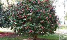 a small tree with pink flowers in a park