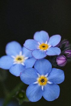 small blue flowers with yellow centers in the dark