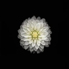 a large white flower is shown in the middle of the image, with dark background