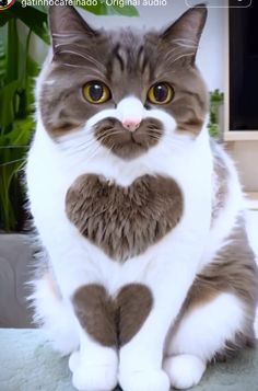 a cat with a heart on it's chest